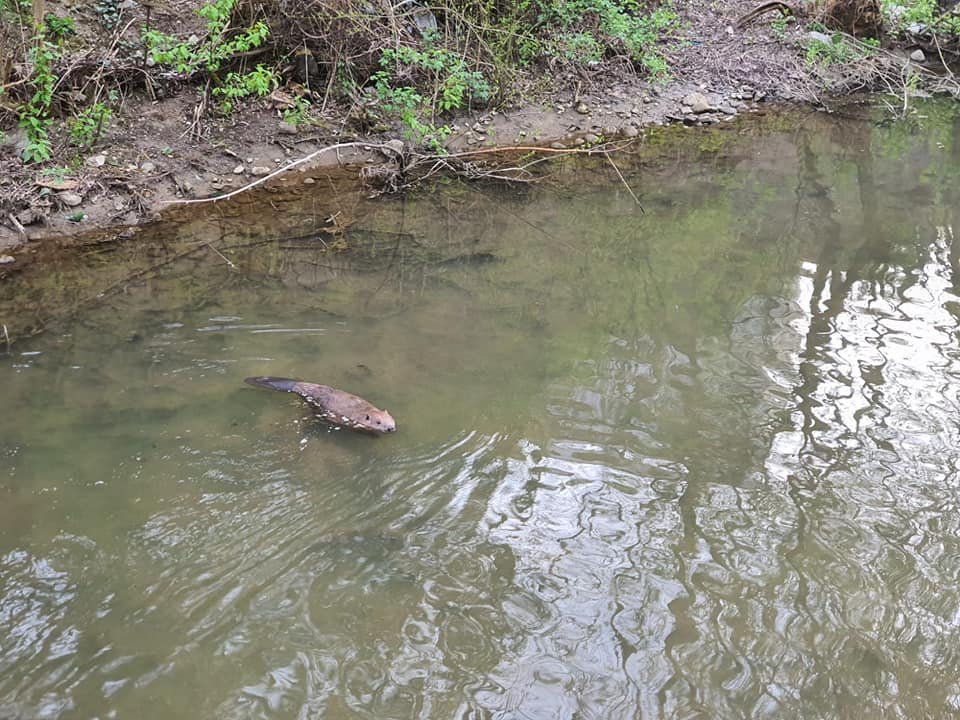 Hódító hód. A viszonylag nagytestű rágcsáló Kolozsváron, a Szamos vizében is felbukkant az elmúlt napokban •  Fotó: Teodora Crina Carsai / Facebook