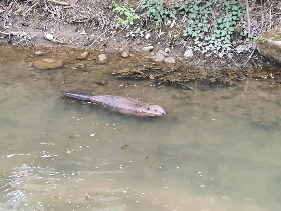 •  Fotó: Teodora Crina Carsai / Facebook