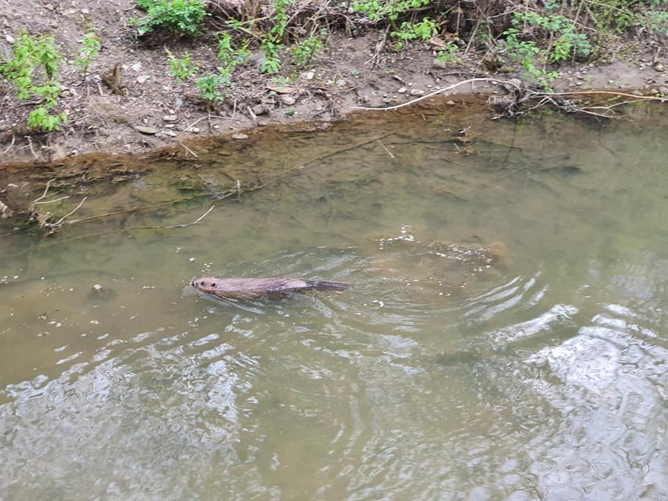 •  Fotó: Teodora Crina Carsai / Facebook