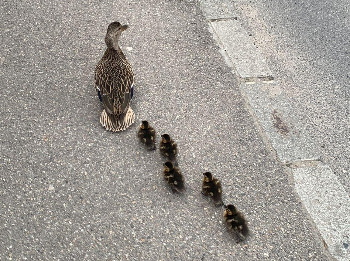•  Fotó: Facebook/Primăria Oradea/Organizația pentru Protecția Mediului ș