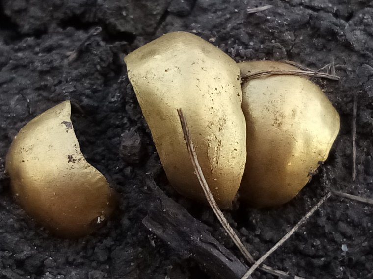 Izgalmas rálelni egy háromezer éves hajdíszre: Tatár Árpád régész az általa megtalált bronzkori aranyleletről, a kutatómunkáról