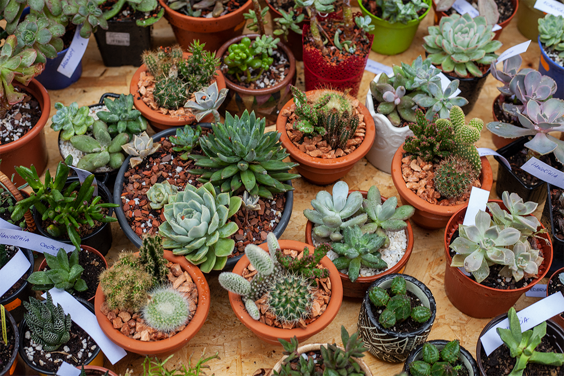 •  Fotó: Zoltán Ildikó