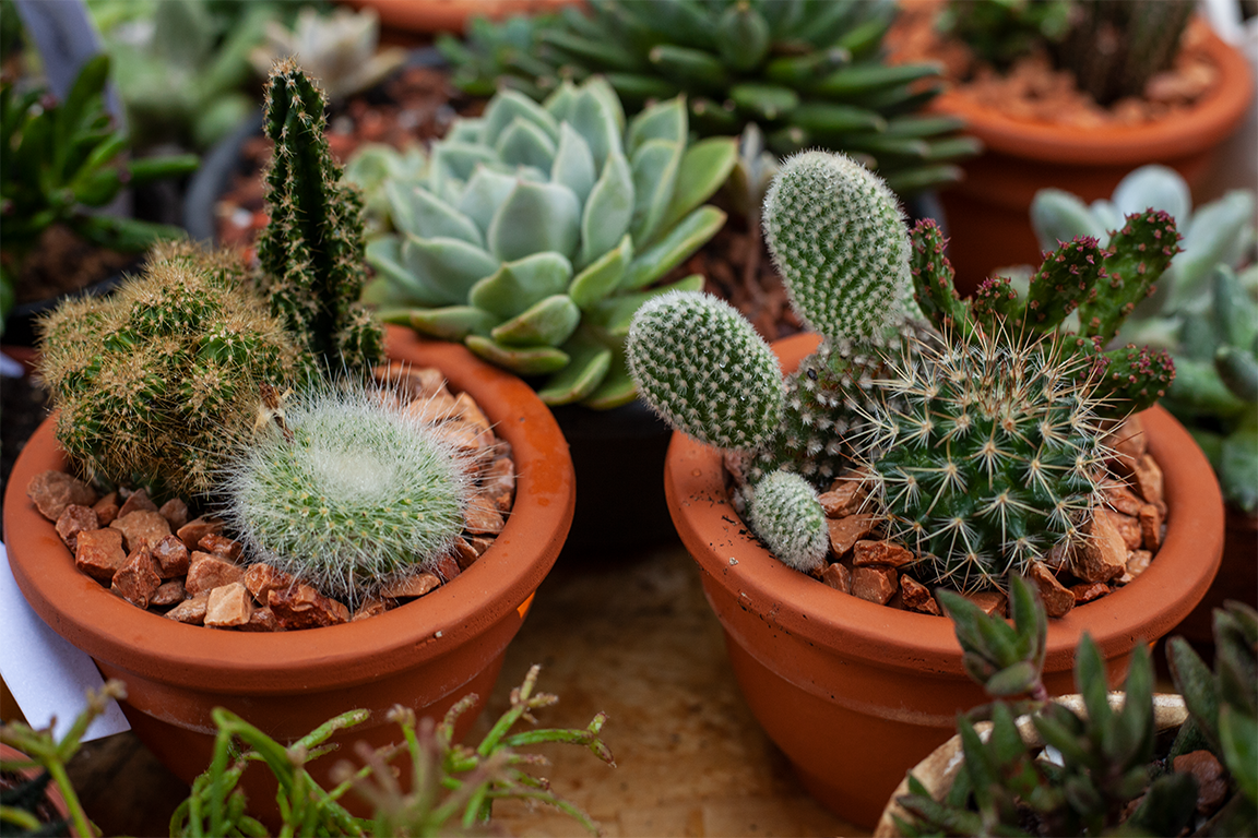 •  Fotó: Zoltán Ildikó