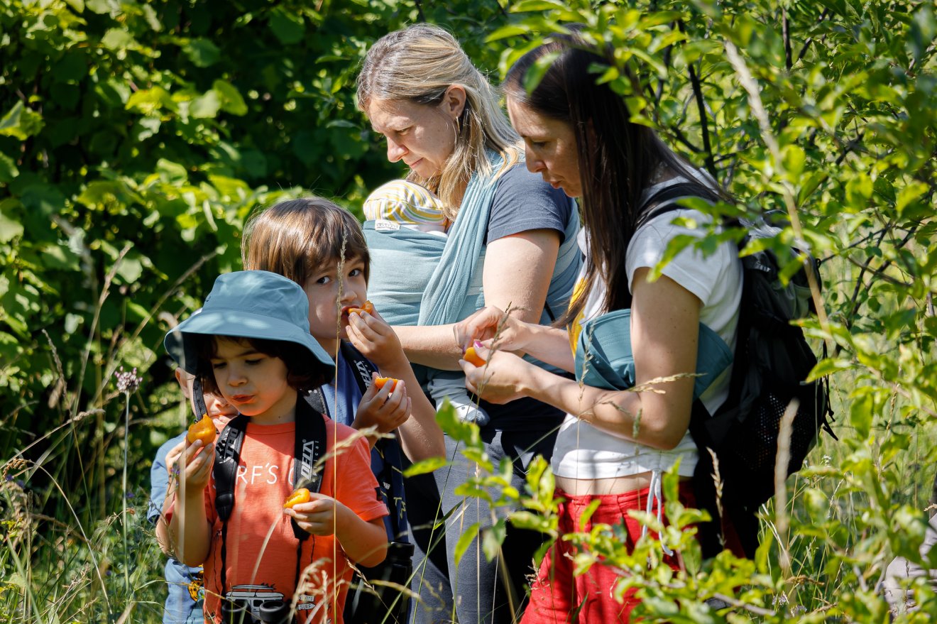 Péter bácsi kertjében nemcsak bogarakat és állatokat figyelhetnek meg a gyerekek, hanem a nyári baracklekvár-főzést is megtanulhatják • Fotó: Grund School / Facebook