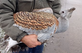 Közel ezer veszélyhelyzetben nyújtott segítséget tavaly az állatvédelmi rendőrség