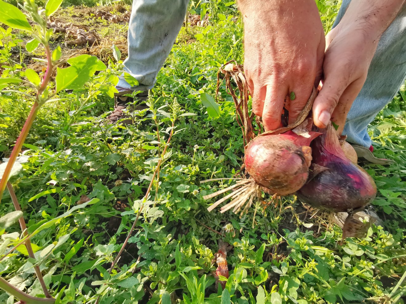 •  Fotó: Conservation Carpathia Alapítvány