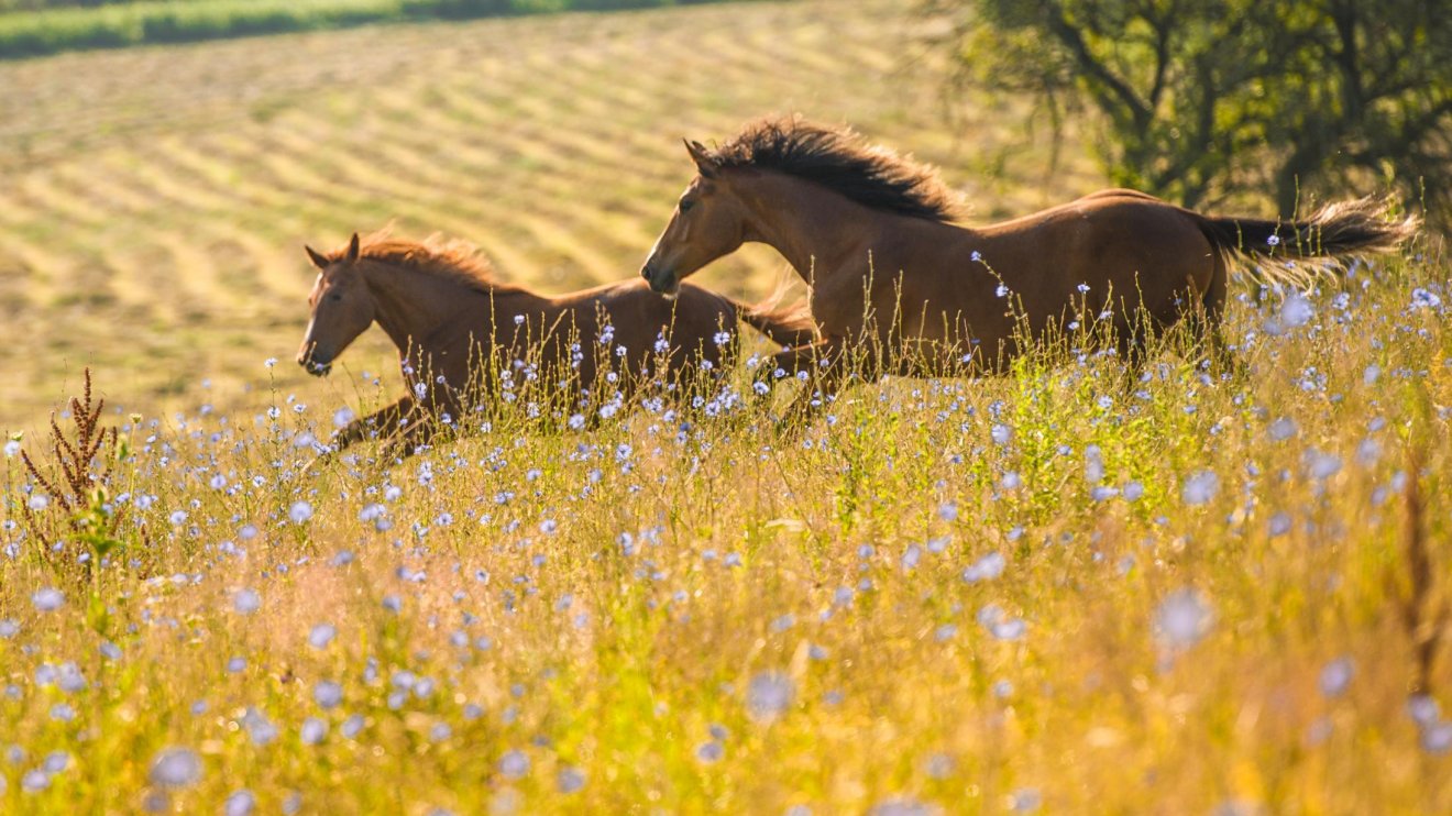 •  Fotó: Conservation Carpathia Alapítvány