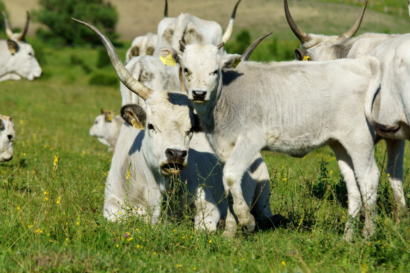 •  Fotó: Conservation Carpathia Alapítvány