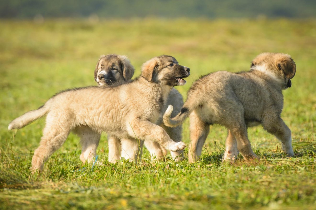 •  Fotó: Conservation Carpathia Alapítvány