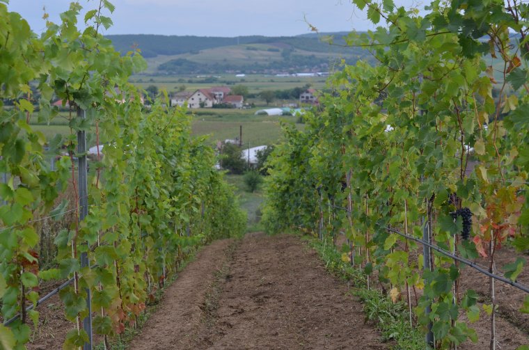 Újjáélesztenék a nyárádmenti borászatot
