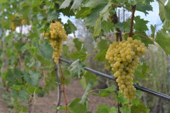 Jelentősen megcsappant a Romániában megtermelt bor mennyisége