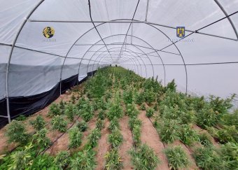 Szabad kannabiszhasználatot javasol bizonyos mennyiségig Dacian Cioloș pártja