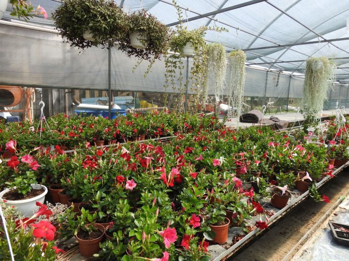 Százezer euró támogatás gazdaságonként: új lehetőség a romániai kertészeti ágazatnak