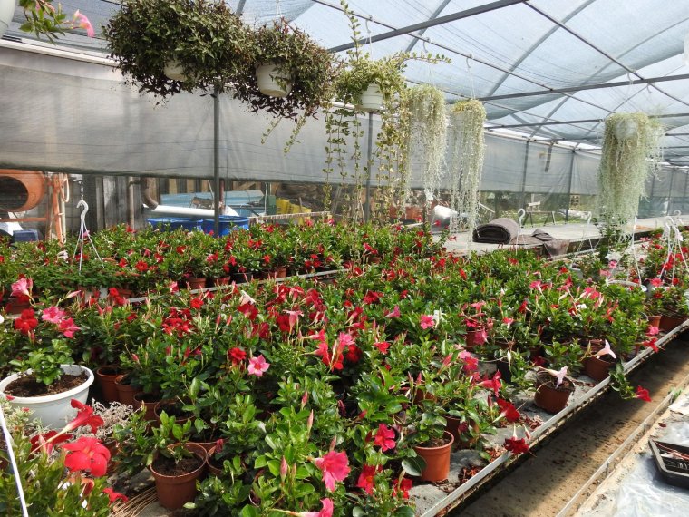 Százezer euró támogatás gazdaságonként: új lehetőség a romániai kertészeti ágazatnak