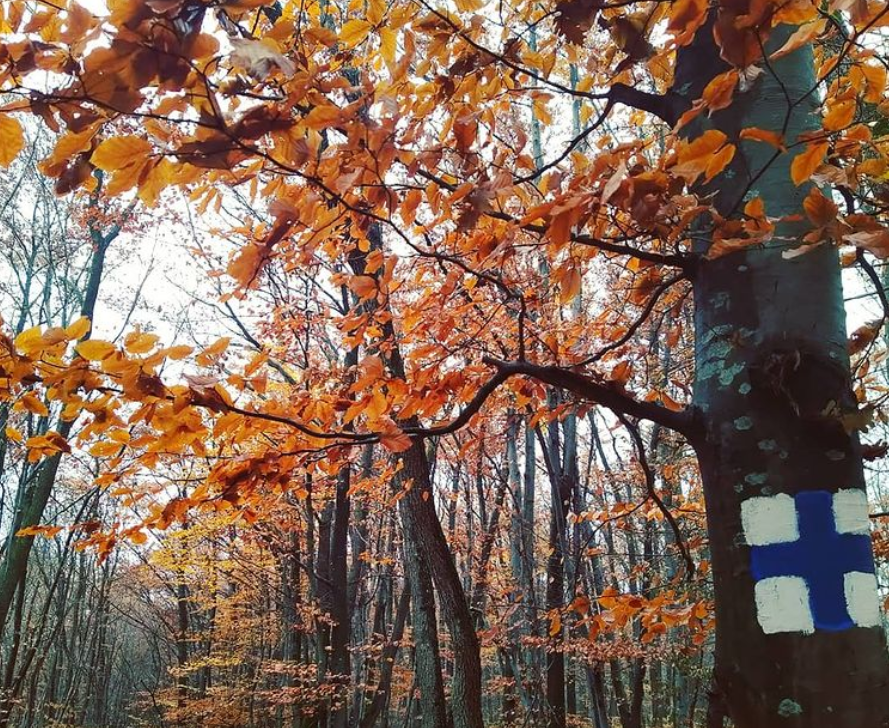 Turistajelzések jelölik a gyalogtúra útvonalát a Czárán Gyula által feltérképezett Királyerdő-hegységben • Fotó: Deák Szidónia