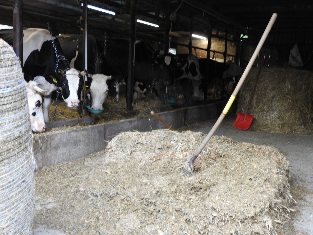 A fajtatiszta holstein fríz tehénállományt télen–nyáron jászolból takarmányozzák &bullet;  Fotó: Makkay József