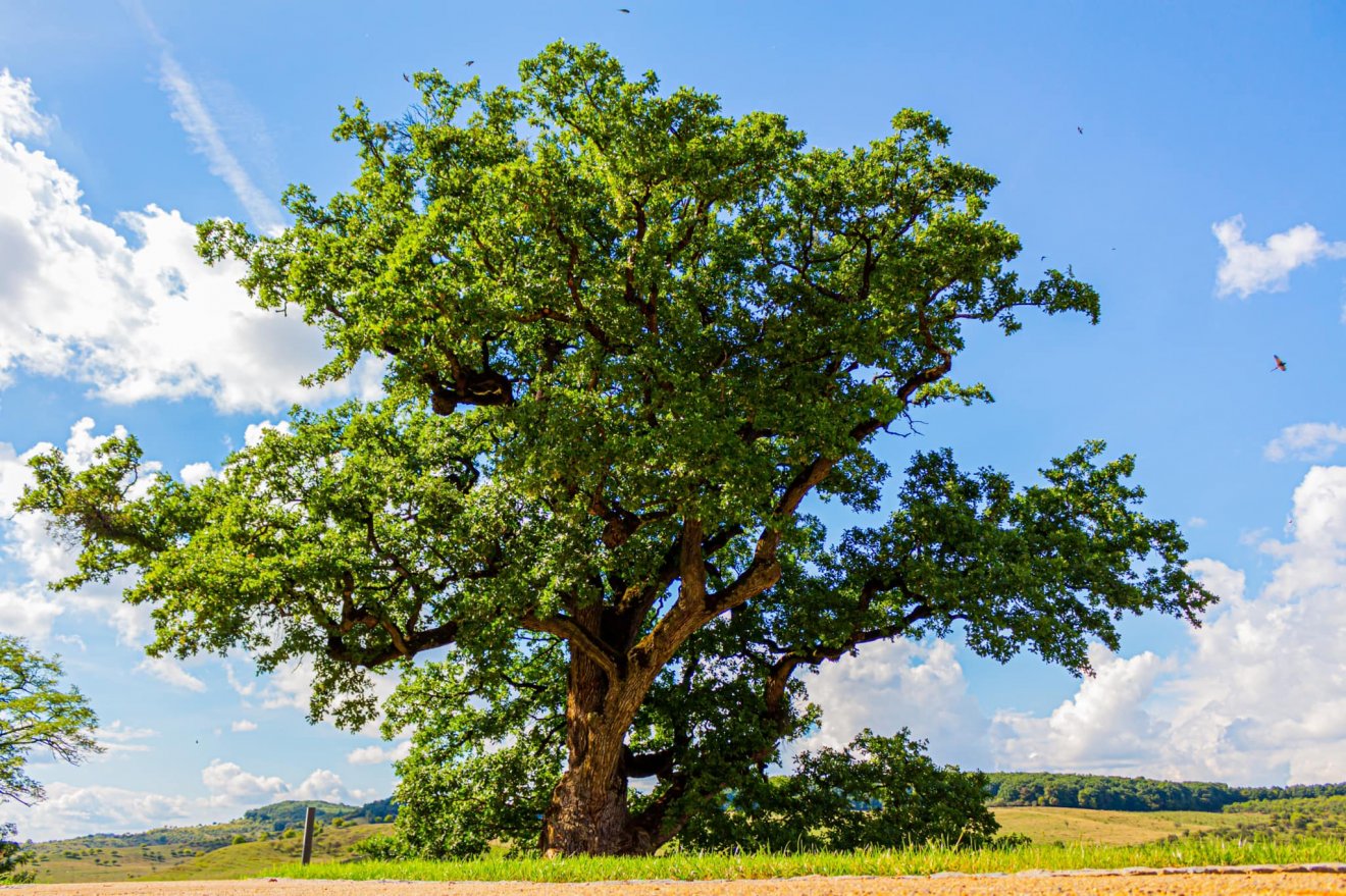 •  Fotó: Facebook/Emil Radu Moldovan