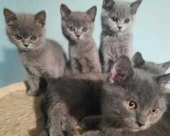 Negyvenegy macskát tartott tömbházlakásában egy piteşti-i nő, eljárás indult ellene