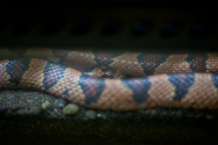 Óriáskígyók, kaméleonok és egzotikus hüllők Kolozsváron (képriport)