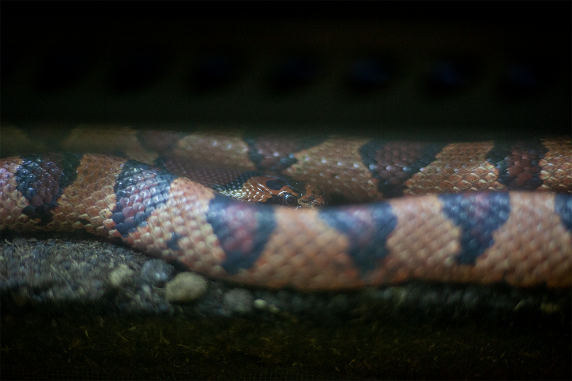 •  Fotó: Zoltán Ildikó