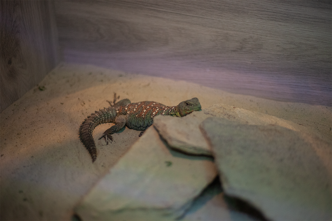 •  Fotó: Zoltán Ildikó