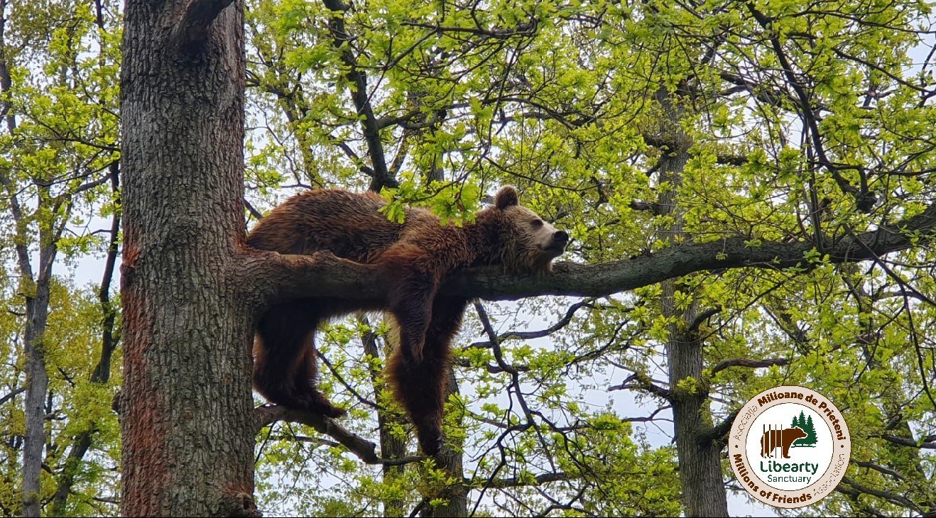 •  Fotó: Facebook/ AMP Libearty - Bear Sanctuary