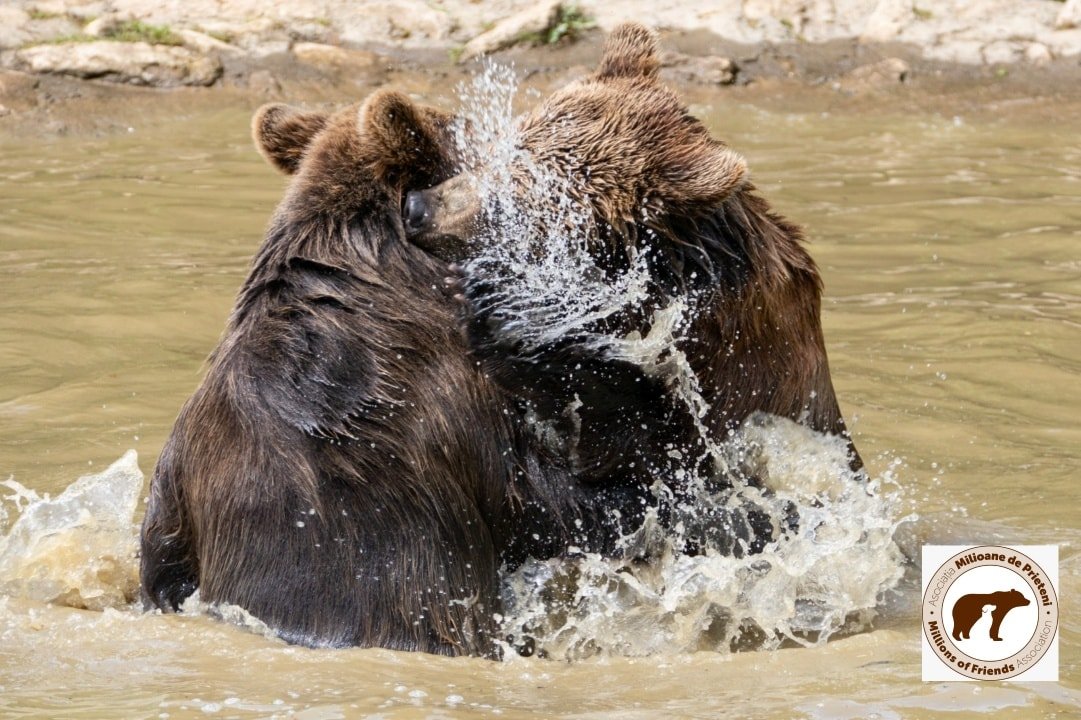 •  Fotó: Facebook/ AMP Libearty - Bear Sanctuary