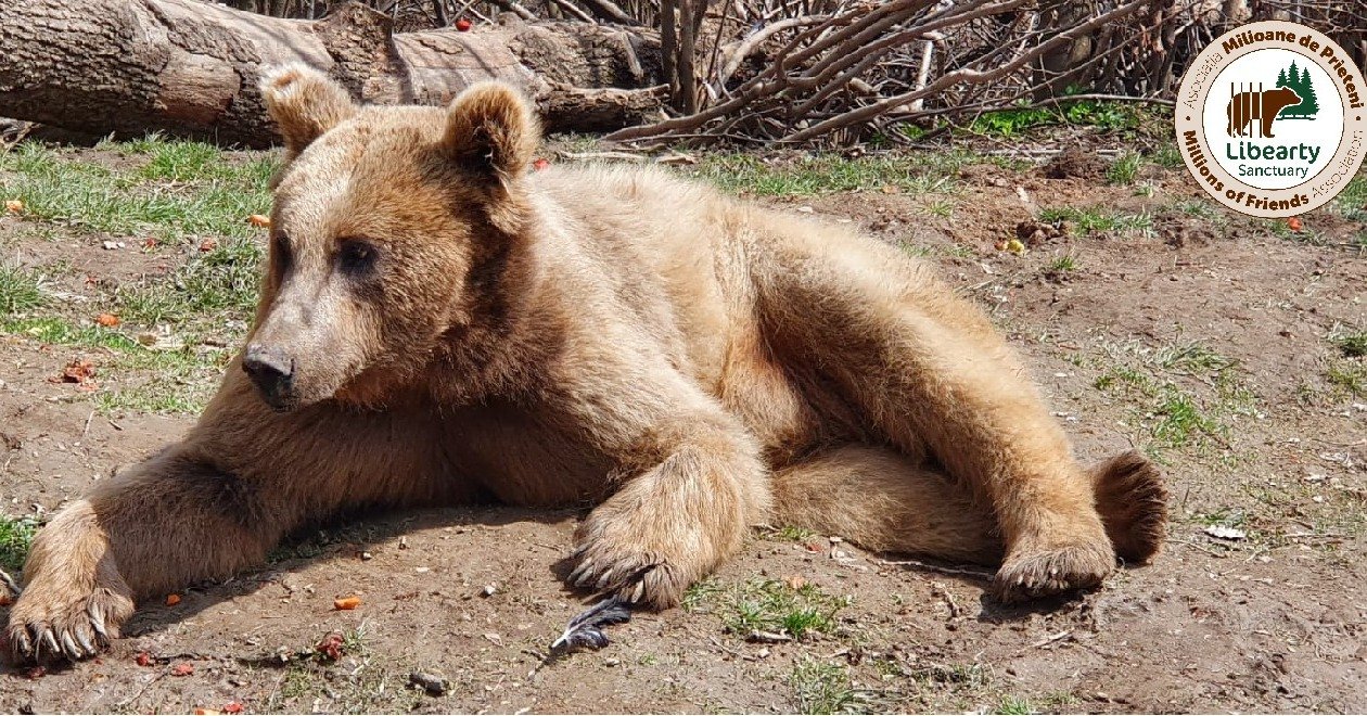 •  Fotó: Facebook/ AMP Libearty - Bear Sanctuary