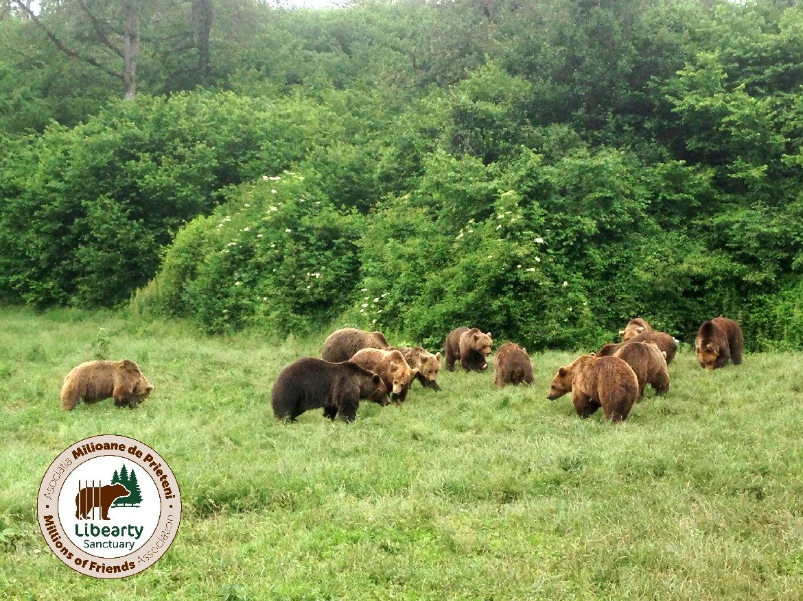•  Fotó: Facebook/ AMP Libearty - Bear Sanctuary