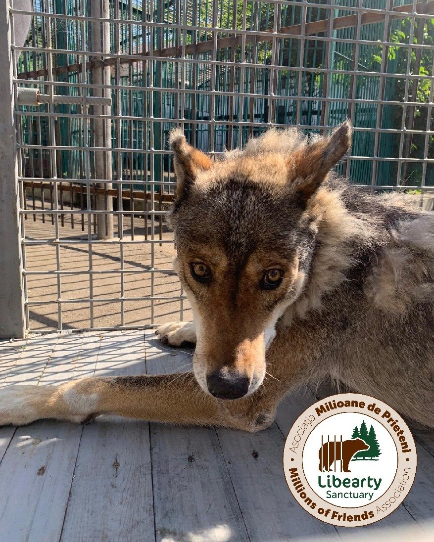 Nem csupán medvék, hanem számos más állat is otthonra talál a menhelyen •  Fotó: Facebook/ AMP Libearty - Bear Sanctuary