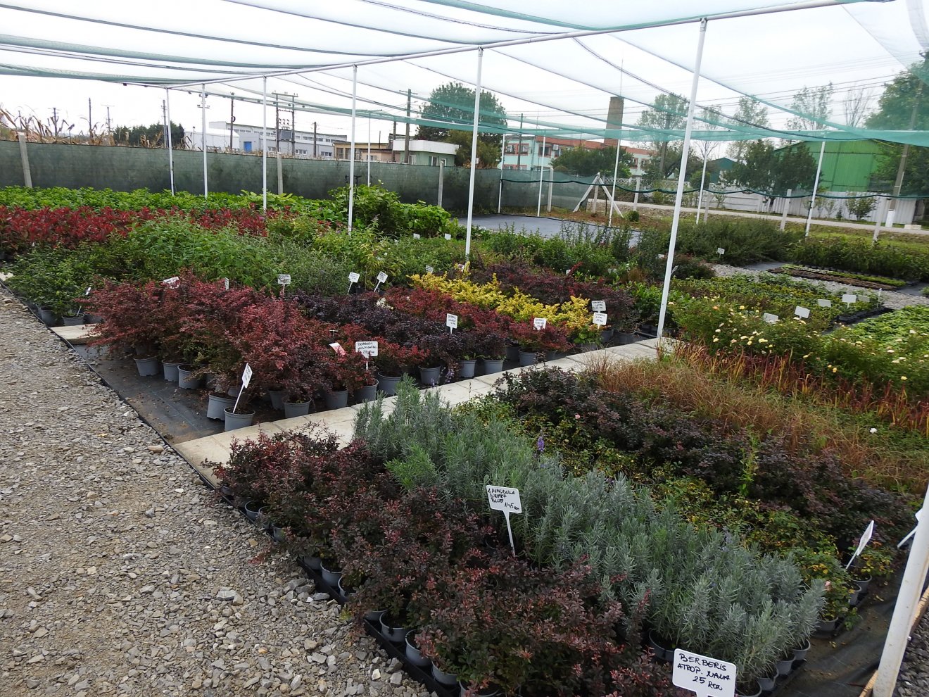 • Fotó: Makkay József