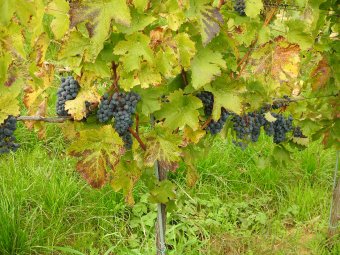 Nagy István magyar agrárminiszter az erdélyi borászok támogatásáról beszélt Székelyhídon