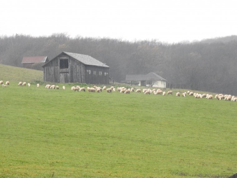 Eltűnt egy juhász Máramarossziget környékén, a hegyimentők drónt is bevetettek a keresés során