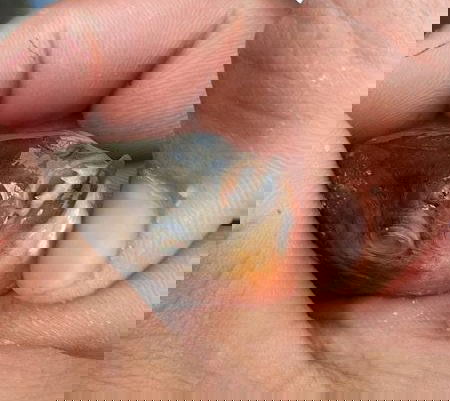 Vizsgálják a váradi hatóságok, miként került pirája a Sebes-Körösbe – a Pece teljes élővilágát kiirthatja