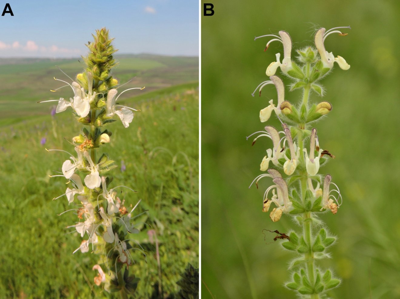 A. Salvia austriaca B. Salvia revelata •  Fotó: A: Mátis Attila B: Sramkó Gábor