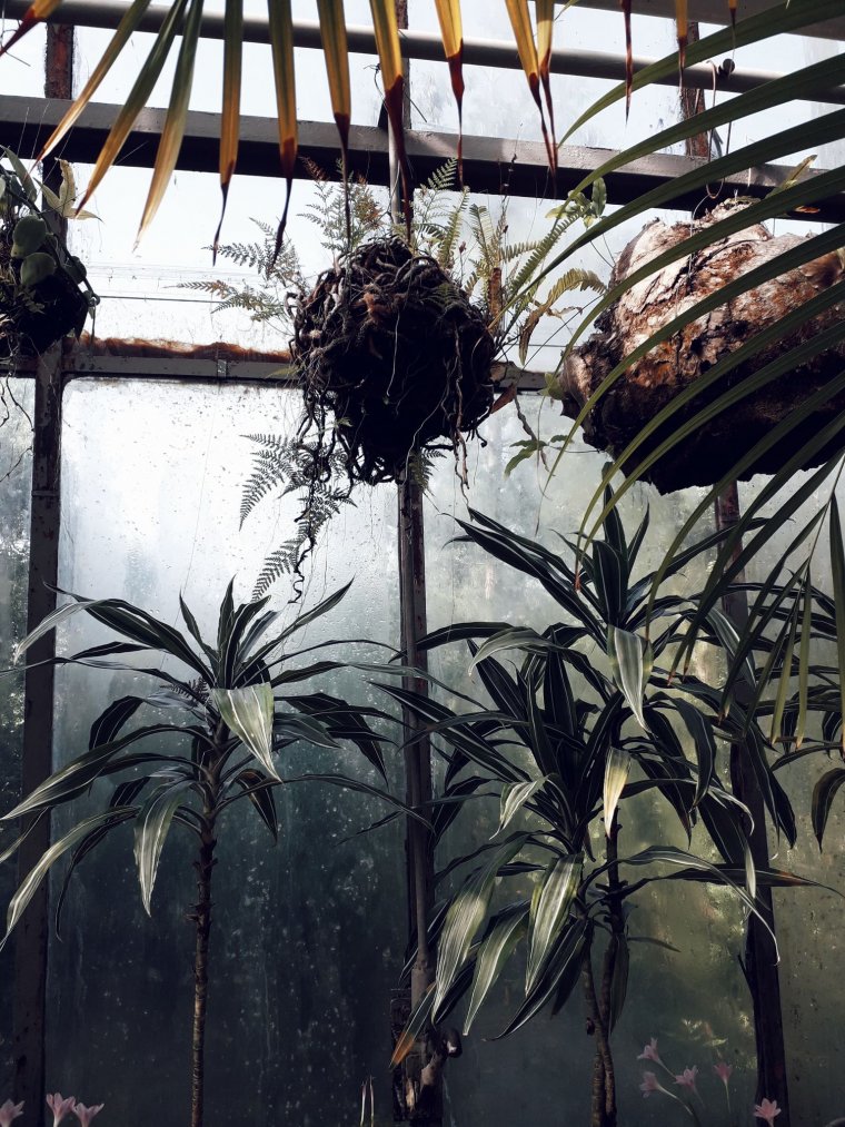 Több mint felével nőtt tavaly a kolozsvári botanikus kert látogatottsága, az arborétum kitüntetést is kapott