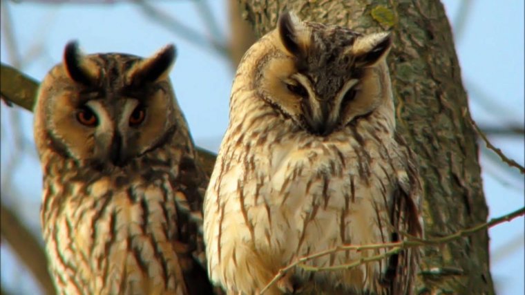Megszámlálják az erdei fülesbaglyokat – A fák kivágása is hozzájárul a rendkívül hasznos madár populációjának csökkenéséhez