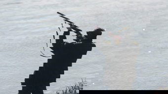 Agyonlőtte a társát egy férfi a szenteste előtt rendezett vadászat közben