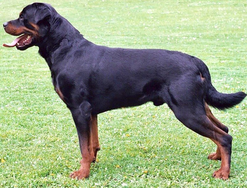 Rottweiler kutya. Képünk illusztráció •  Fotó: Wikipédia