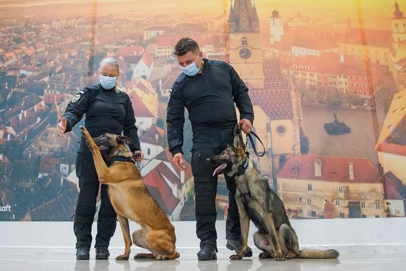 A keresőkutyák Covid-fertőzött személyeket is „kiszűrtek” a szebeni reptéren •  Fotó: Pentrupatrie.mai.gov.ro