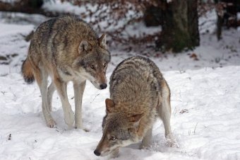 Brüsszel farkast kiált, miközben az emberre is veszélyes medvék nyugodtan aludhatnak