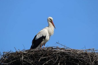Megjött a tavasz első hírnöke Háromszékre
