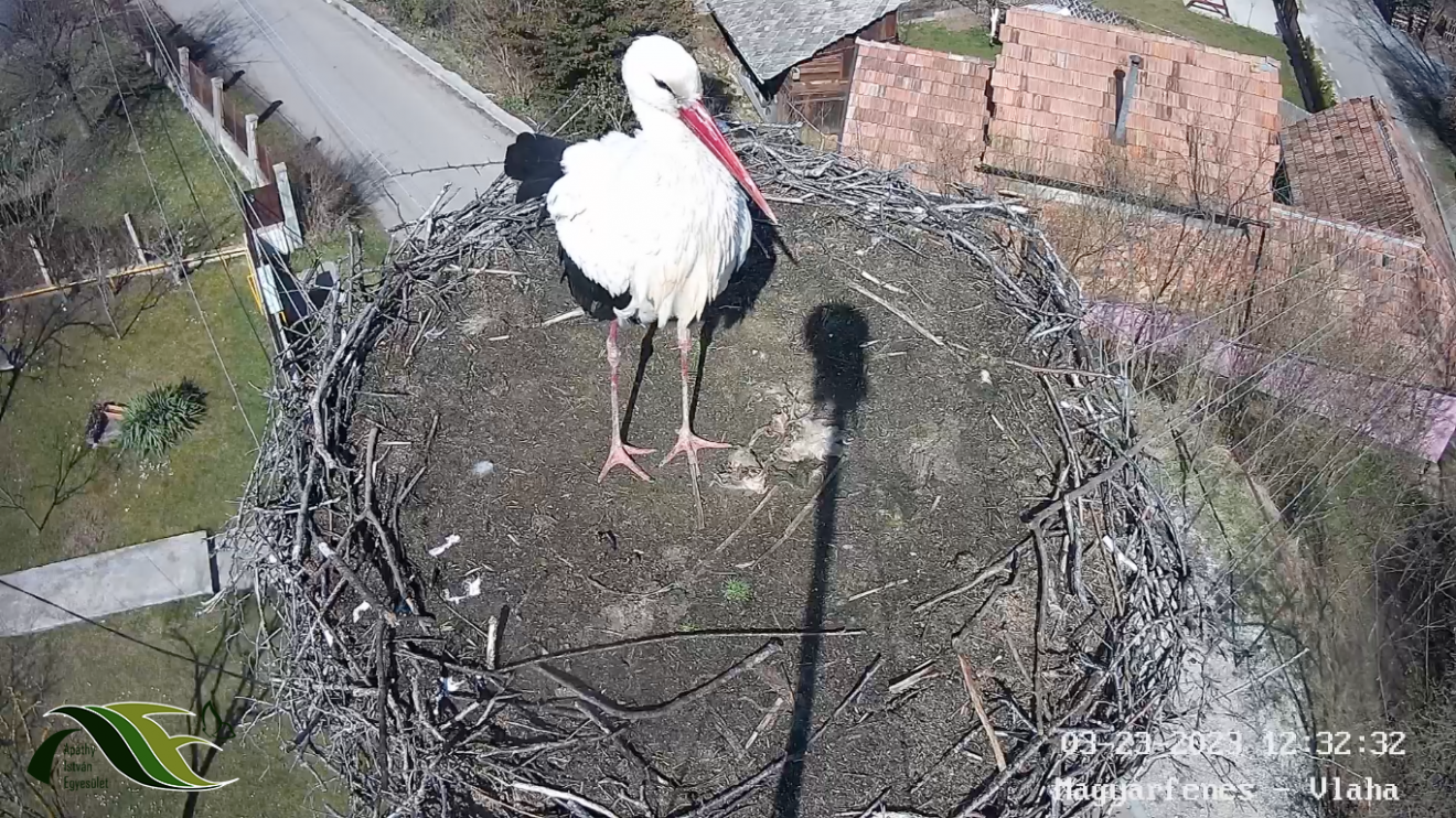 Miska, a hím gólya magyarfenesi fészkükön várja, hogy párja, Leske is hazaérkezzen •  Fotó: clujbird.ro