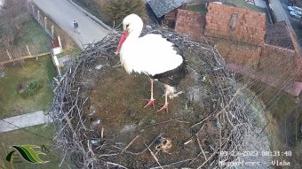 Útra keltek a gólyák, üres már a fészek a Kolozs megyei Magyarfenesen