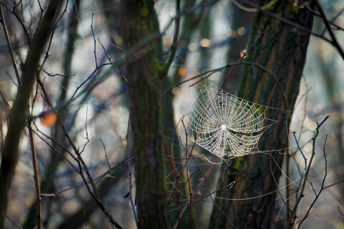 •  Fotó: Szabó Szilárd/Facebook