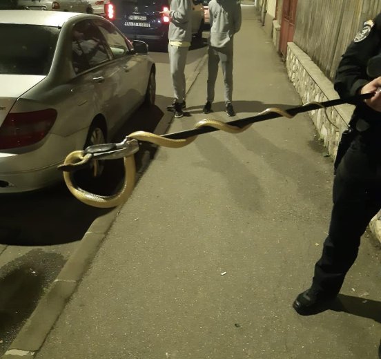 Kígyót talált a motortérben egy autós