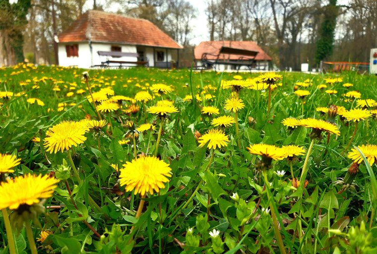 Nagyszüleink életmódját újjáélesztő önkéntes lakókat keres a temesvári skanzen bánsági, magyar, sváb és szerb tájházába