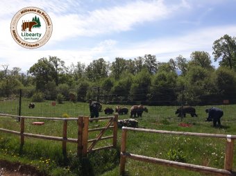 Medvemenhely épül Brassó közelében az emberlakta területeken gondokat okozó példányok számára