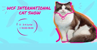 Nemzetközi cicaszépségversenyt szerveznek több mint húsz fajta képviselőinek részvételével Kolozsváron