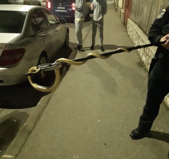 Kígyót talált a motortérben egy autós
